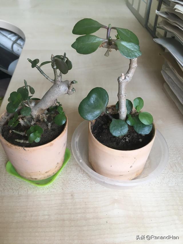 办公室无阳光适合养什么花？