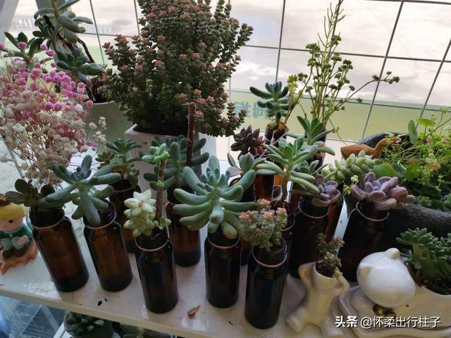 冰灯玉露繁殖:冰灯玉露繁殖方法 不同品种的多肉植物价格也不同，哪个品种最贵？