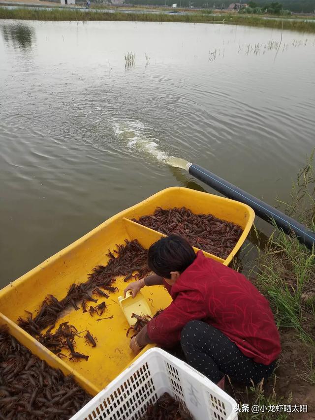 大米糠是否可以给小龙虾吃，小龙虾在成虾饲养期间，该如何进行投喂