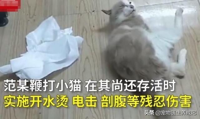 虐猫事件:如何看待山东理工大学大四学生虐猫事件？