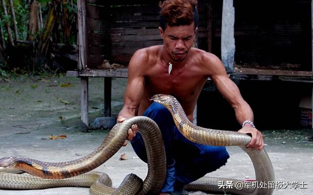 碳黑圈玉米蛇成体:3斤重眼镜王蛇是成体吗？