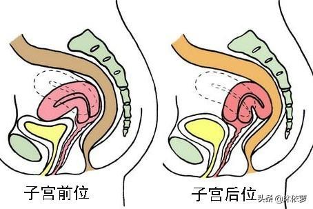 容易怀孕的女性具有什么特征？