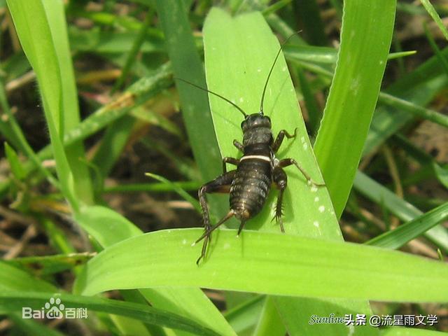 蟋蟀:蟋蟀哥游戏 农村田地里面的昆虫“油葫芦”跟蟋蟀有啥区别，油葫芦能吃吗？