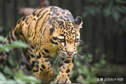 豹猫咪品种大全及图片:我国野生的豹猫还多吗？为什么？