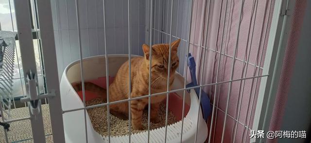 猫爪子:猫咪总是用爪子刨一个地方是怎么回事呢？