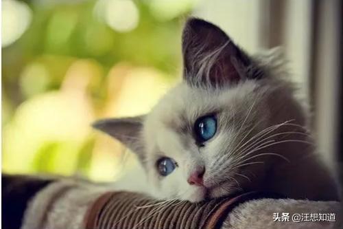 猫咪摇头打喷嚏:猫咪有点打喷嚏，怎么办？两个半月大，如果是？