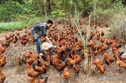 松鼠养殖场批发:养殖的土鸡一般都销往哪些地方？