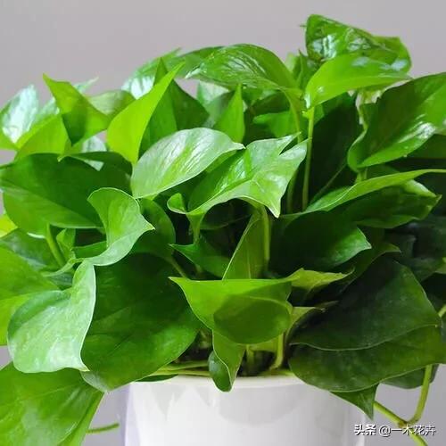 一个绿萝七个鬼啥意思,兰花和吊兰哪个净化空气效果好？