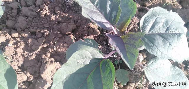 头条问答 茄子已长到拳头大小了 要追肥浇水吗 阿华三农的回答 0赞