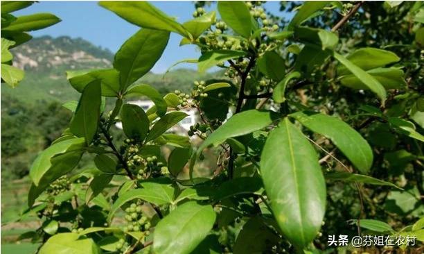 花椒籽怎么处理出芽率高，农村种植花椒树，直接用买的花椒籽播种可以吗