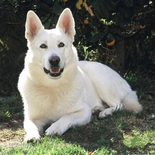 我做女犬的开心日子全下载:在男生眼中，女生怎样的行为才叫“作”？