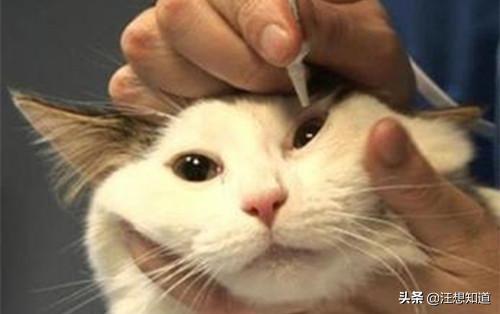 短毛波斯猫流黄眼泪:猫总是有眼泪，眼角黄黄的，是怎么回事？