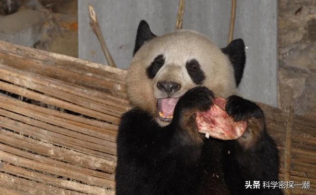 水族馆之谜txt百度云，什么样的动物平时看起来温顺可爱、人畜无害，但其实非常厉害