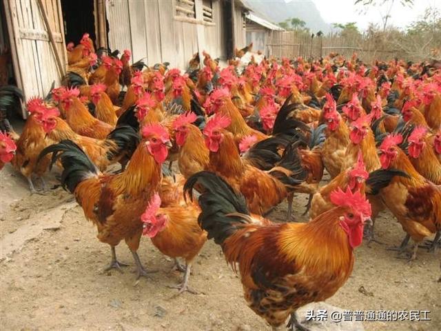 锦鸡养殖:新手怎么在农村做鸡养殖？