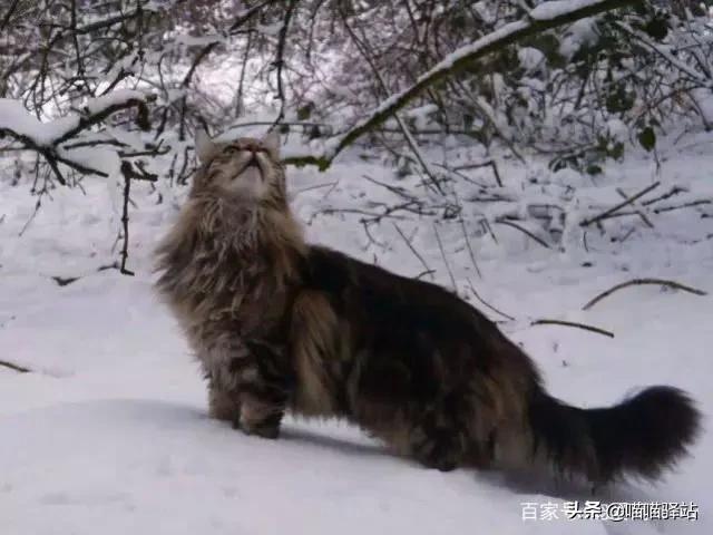缅因猫如何喂养:小布偶猫为什么这么丑，布偶怎么发腮爆毛？