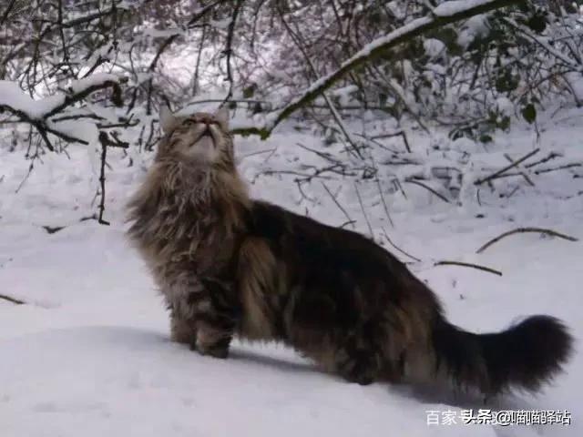 缅因猫颜色排序:这种属于缅因猫的哪一种啊？你怎么看？ 缅因猫颜色种类