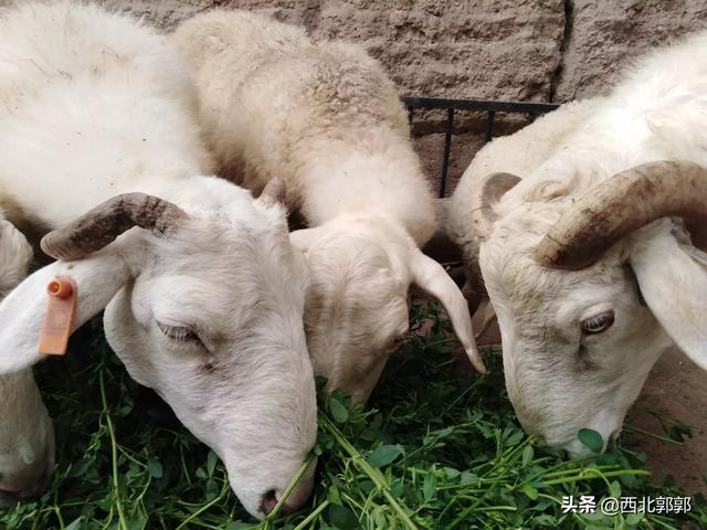 反刍动物营养学ppt循环:用颗粒料饲养育肥羊应注意什么？