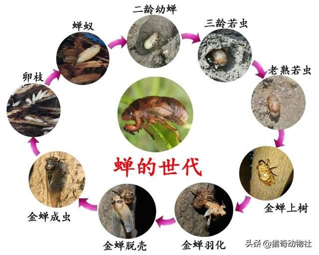 知了吃什么树汁:有谁见过成虫蝉把口器插入树木中吸食树木汁液的？
