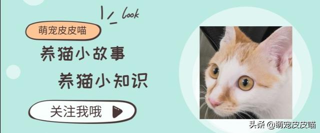 猫捉老鼠图片:什么样的猫会抓老鼠？抓老鼠的猫有什么特征？