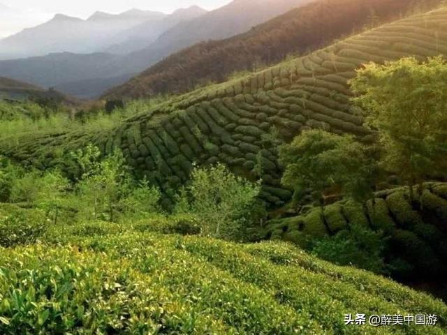关于绿茶冲泡的一些小技巧？