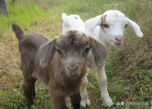 幼羊怎么不吃买的奶粉