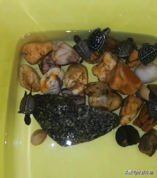 草龟怎么养:中华草龟要怎样养？多久喂一次食物好？