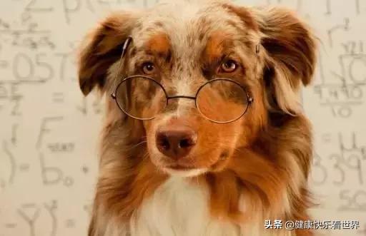 金毛寻回犬掉毛程度:金毛寻回犬和金毛的区别 金毛犬掉毛什么时候再长出来？