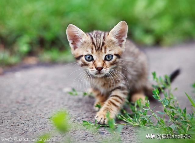 乡下怎么养猫:住在农村，四只俩月大的小猫咪送不出去，又养不了那么多怎么办？ 乡下养猫怎么防止逃跑