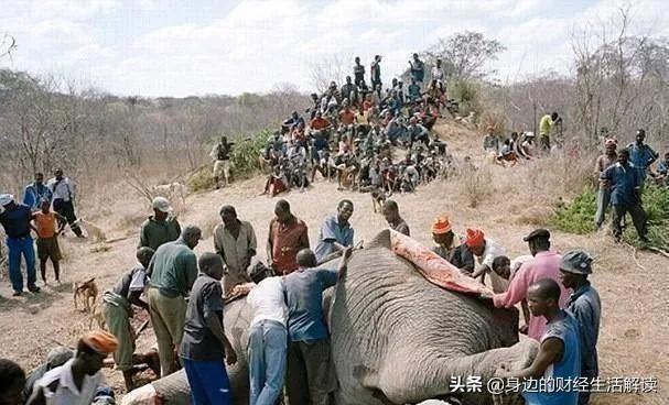 非洲人吃不吃大象，大象的产肉量是猪的十几倍，为什么人不大规模饲养大象来吃肉呢
