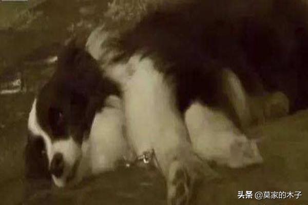 边牧怎么用犬虫一扫光:边牧四个月，用什么驱虫药好呢？