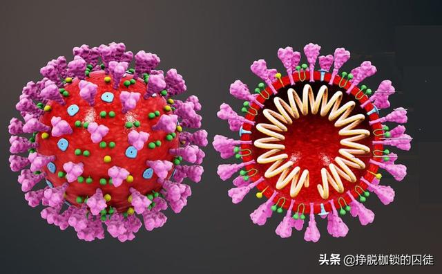 犬冠状病毒和肺炎:新型冠状肺炎病毒可以传染其它家畜吗？