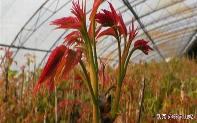 在农村种植什么利润高？