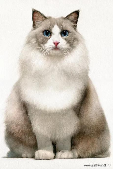 布偶猫图片:布偶猫发情的时候叫得厉害么，公猫母猫发情有什么不同？ 布偶猫图片及价格多少