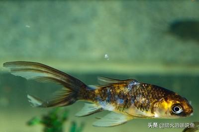 黄金鲫鱼高产养殖视频:高产鲫鱼的养殖视频 五花鲫鱼过冬要不要加温？