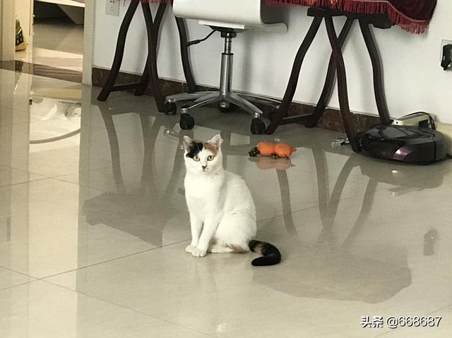 流浪猫怎么确定猫认主人了:如何判断流浪猫是否想被抱回家？