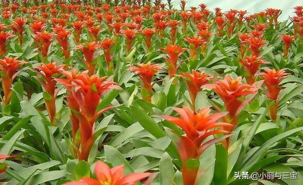 凤梨花怎么养:凤梨花怎样让他生根在母株上批下来的没有根？