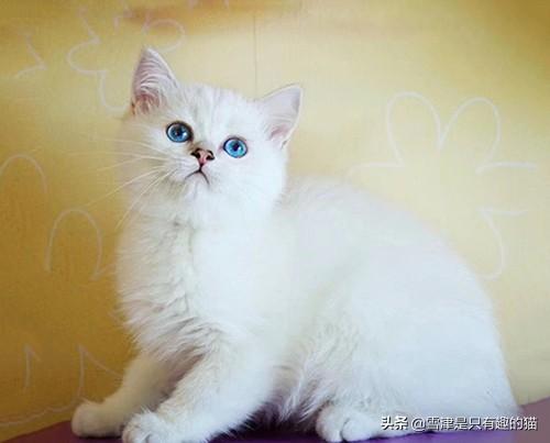 布偶和美国卷耳猫配:第一次养猫，哪种猫比较合适？