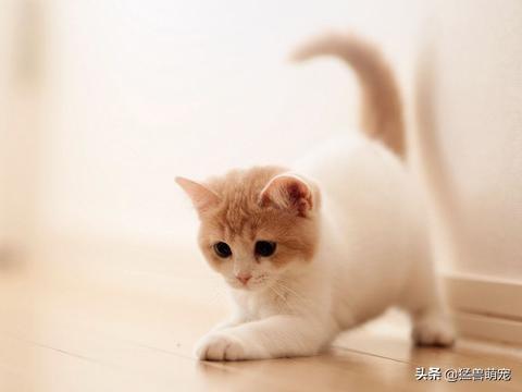 猫咪一般会在什么时候长出猫腮？如何照顾这个时候的猫比较好？插图2