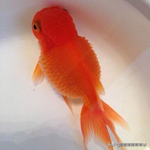 龙鱼炸鳞怎么办:红鱼炸鳞肚子大怎么回事？
