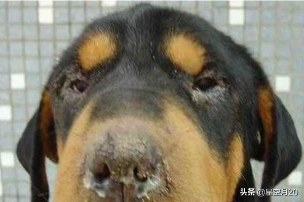 狗得犬瘟热初期症状:如果狗狗得了犬温、第一症状是什么？