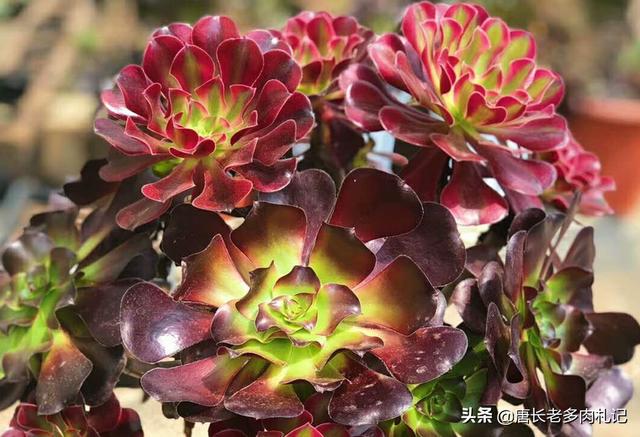 燕子掌图片:多肉植物燕子掌有毒吗？放在室内或者卧室是否合适呢？