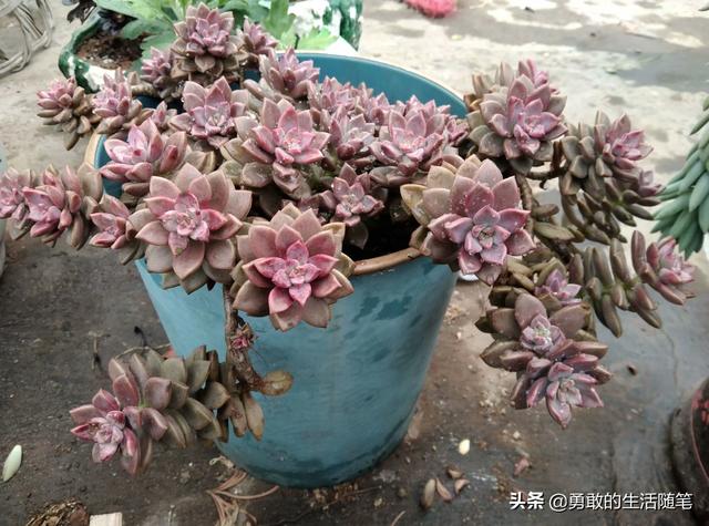 哪个品种的多肉植物适合懒人养？