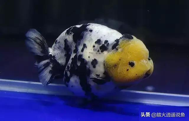 生化棉如何清洗:小鱼缸只有一块白棉，我们清洗时如何最大限度保住硝化细菌呢？
