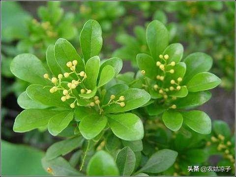 米兰掉叶子是怎么回事啊,米兰下面的叶子掉光了怎么办？