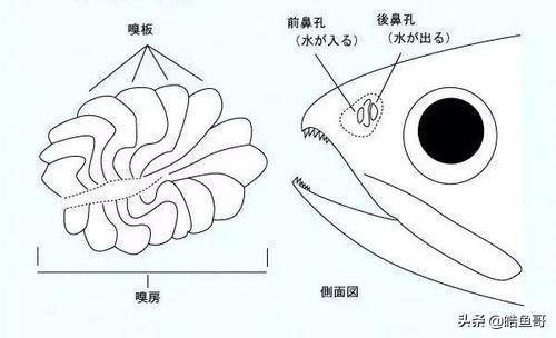 广西食人鱼图片:做为钓鱼人，您知道鱼儿的嗅觉是人的多少倍吗？