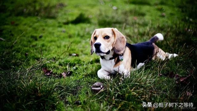 宠物健康护理员怎么样:石家庄宠物护理哪家专业？