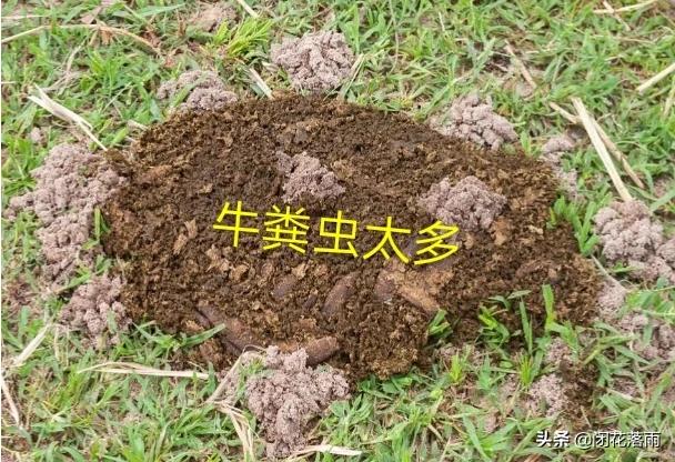 小狗种鲜花:狗粪适合用来养花吗？为什么？