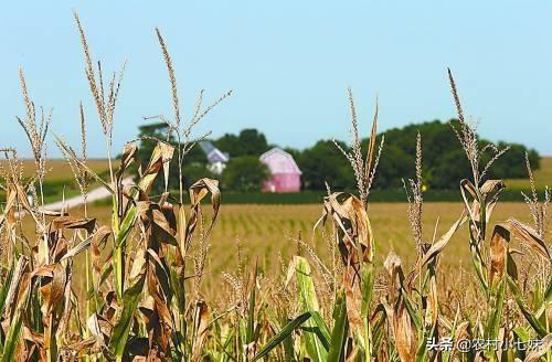 玉米地蚜虫怎么防治:现在甜玉米结棒期打什么药好丶？