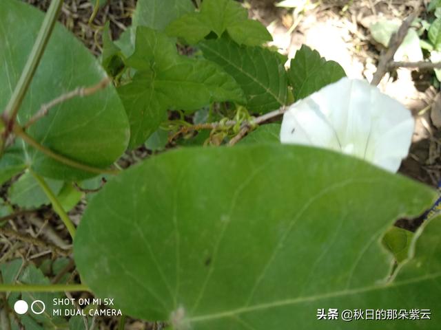 傅莹父亲:71岁的我闲不住不愿加入老人队伍闲聊，还在打工，这样做对吗？