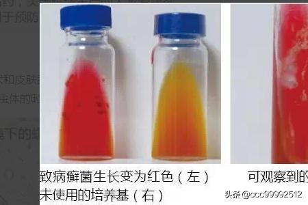 伍德氏灯:伍德氏灯可以照人的皮肤吗 怎么寻找室内猫尿臊味的来源？